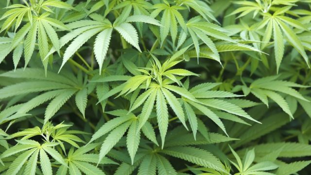 maconha maconha