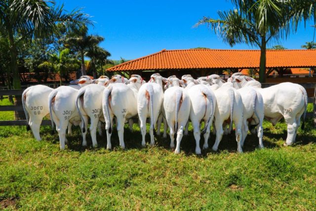 matrizes da raca brahman matrizes da raca brahman
