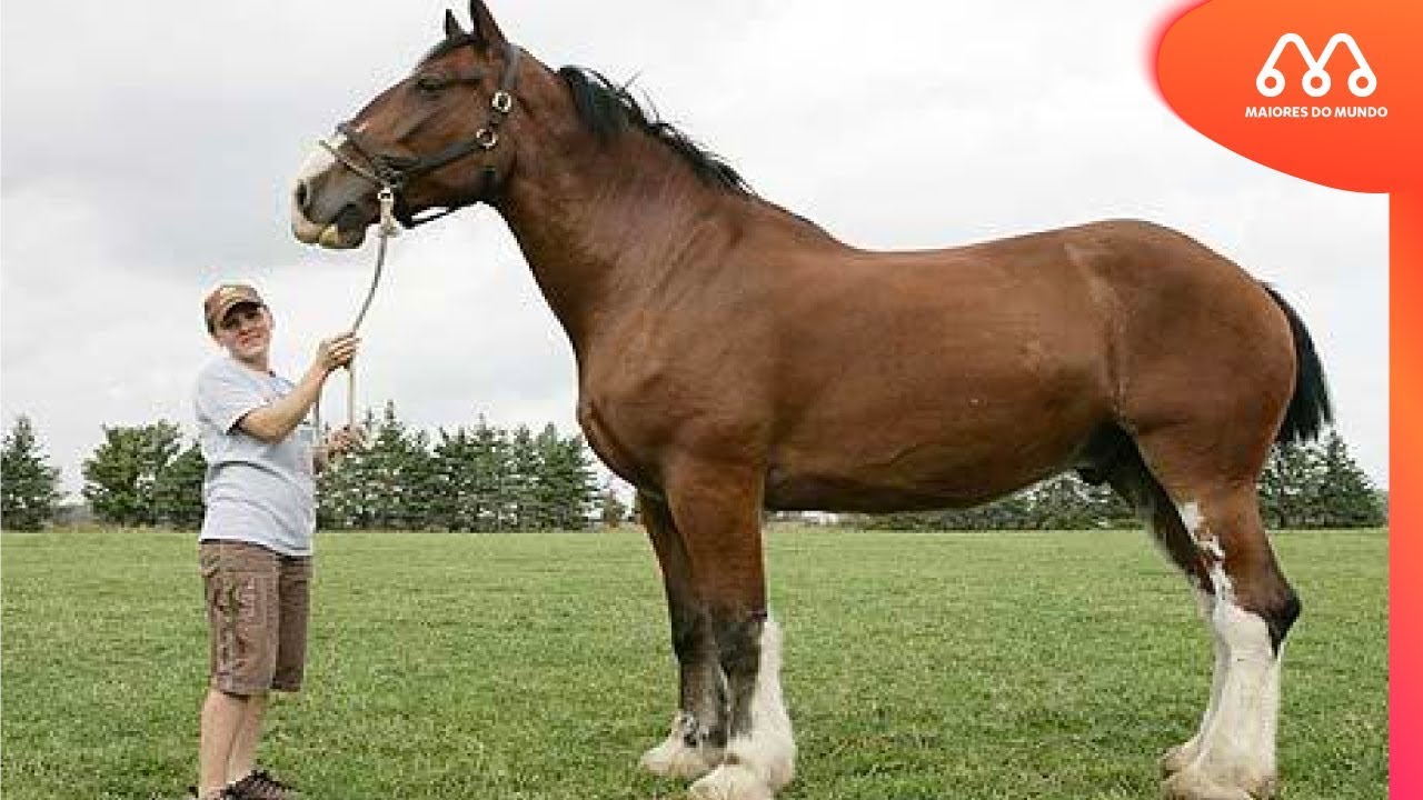 Big Jake, maior cavalo do mundo. Foto Divulgação.