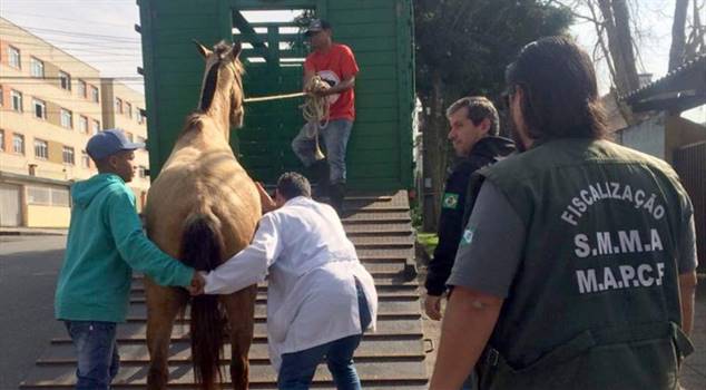 Homem é preso carneando cavalos que eram comercializados em