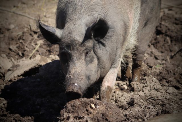 pig-4239850_1920 pig-4239850_1920