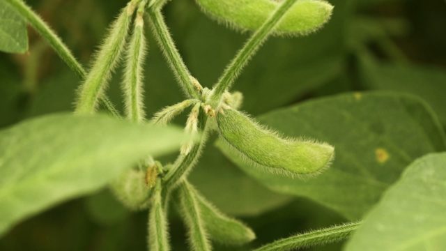 soja planta verde soja planta verde