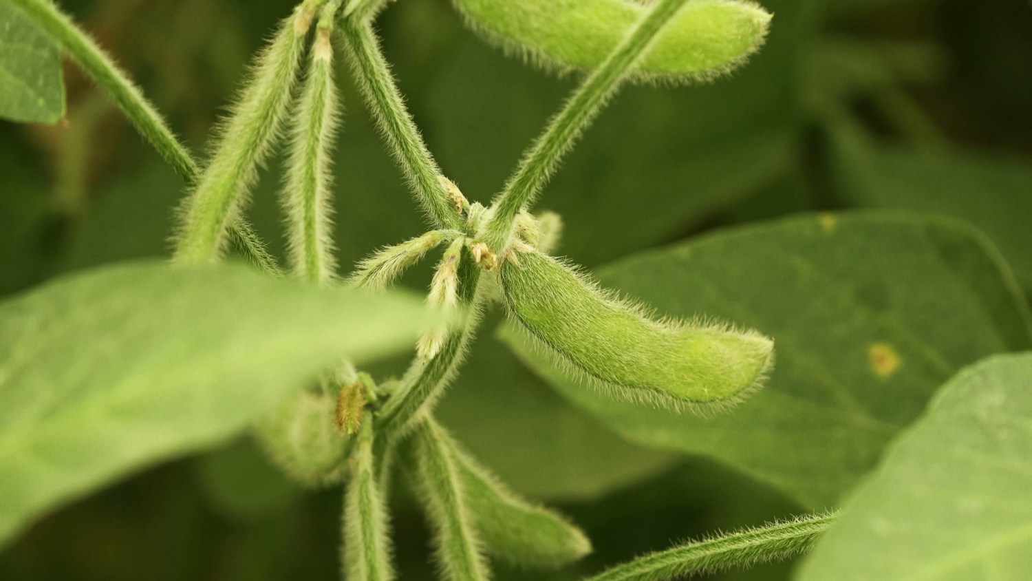 soja planta verde