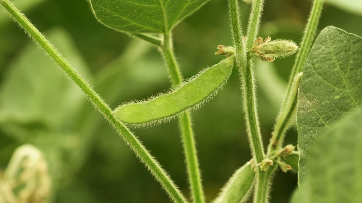 soja planta verde