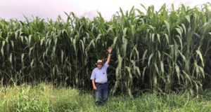 sorgo-boliviano-gigante-perguntas-respostas-duvidas-plantio-ponto-corte-consorcio-resistencia-silagem-adubacao-recomendacoes