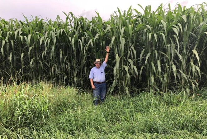 sorgo-boliviano-gigante-perguntas-respostas-duvidas-plantio-ponto-corte-consorcio-resistencia-silagem-adubacao-recomendacoes