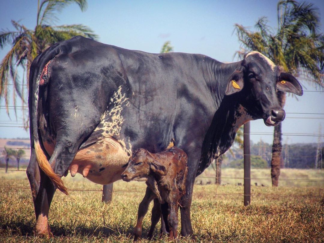 vaca girolando parida de bezerra nova