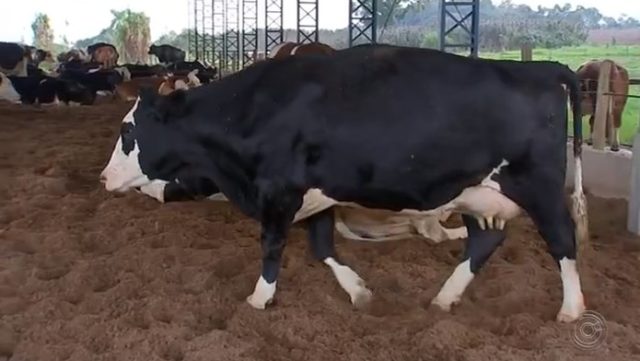 vaca1 vaca1