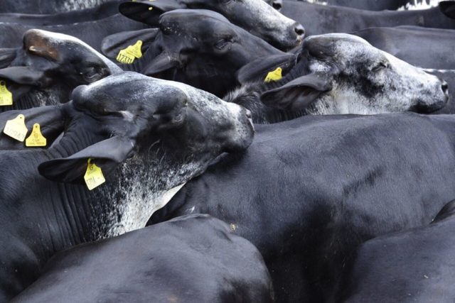 vacas girolando vacas girolando