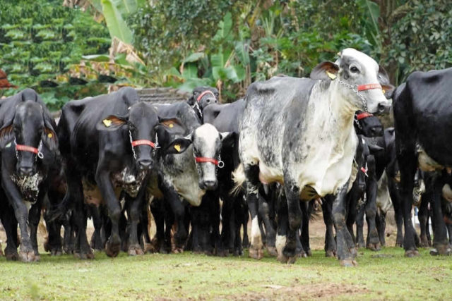 vacas girolando vacas girolando