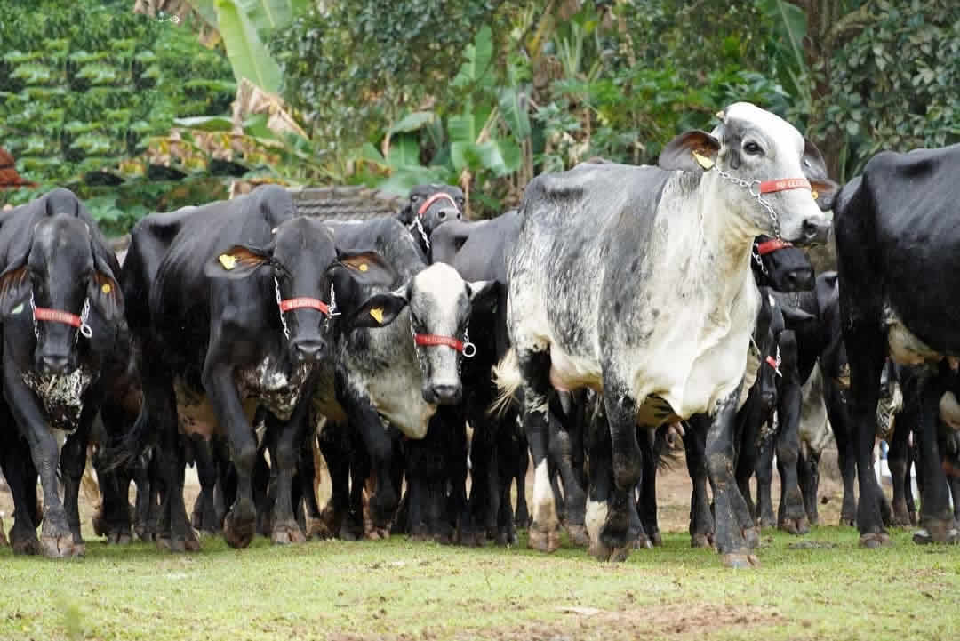 vacas girolando