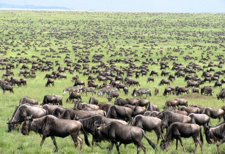 Rebanhos de gnús e zebras migrando atrás de pasto novo na África