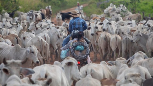 jbs compra gado de área desmatada jbs compra gado de área desmatada