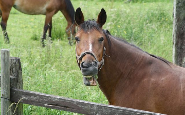 Cavalos