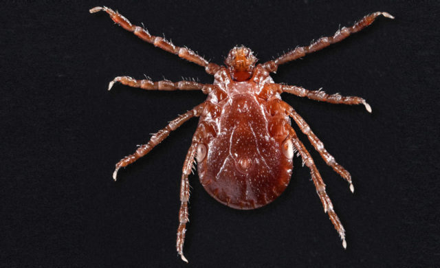 Asian longhorned ticks