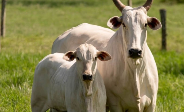 Beabisa Nelore vaca Beabisa Nelore vaca