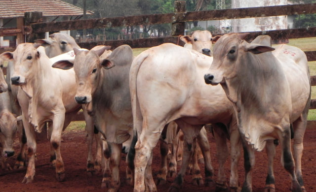Fonte de genetica superior- Linhagem IZ ofertara animais