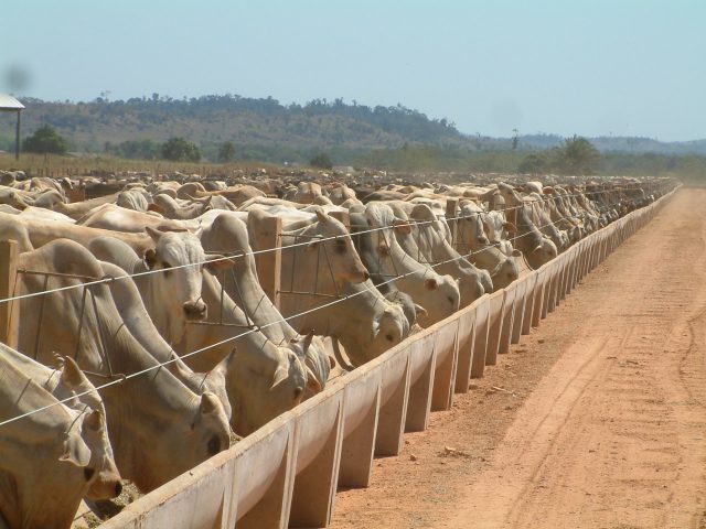 Gado-em-confinamento