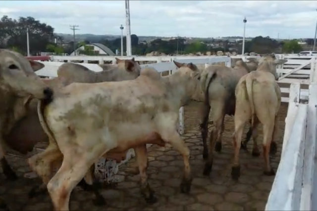 Gado-roubado-em-Itaguaru
