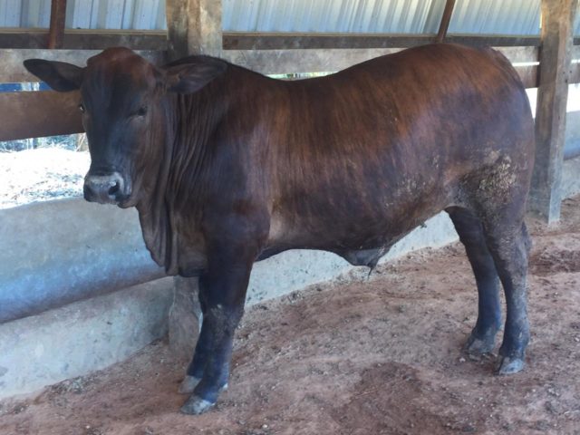 O Bezerro bunito pesou 501 kg