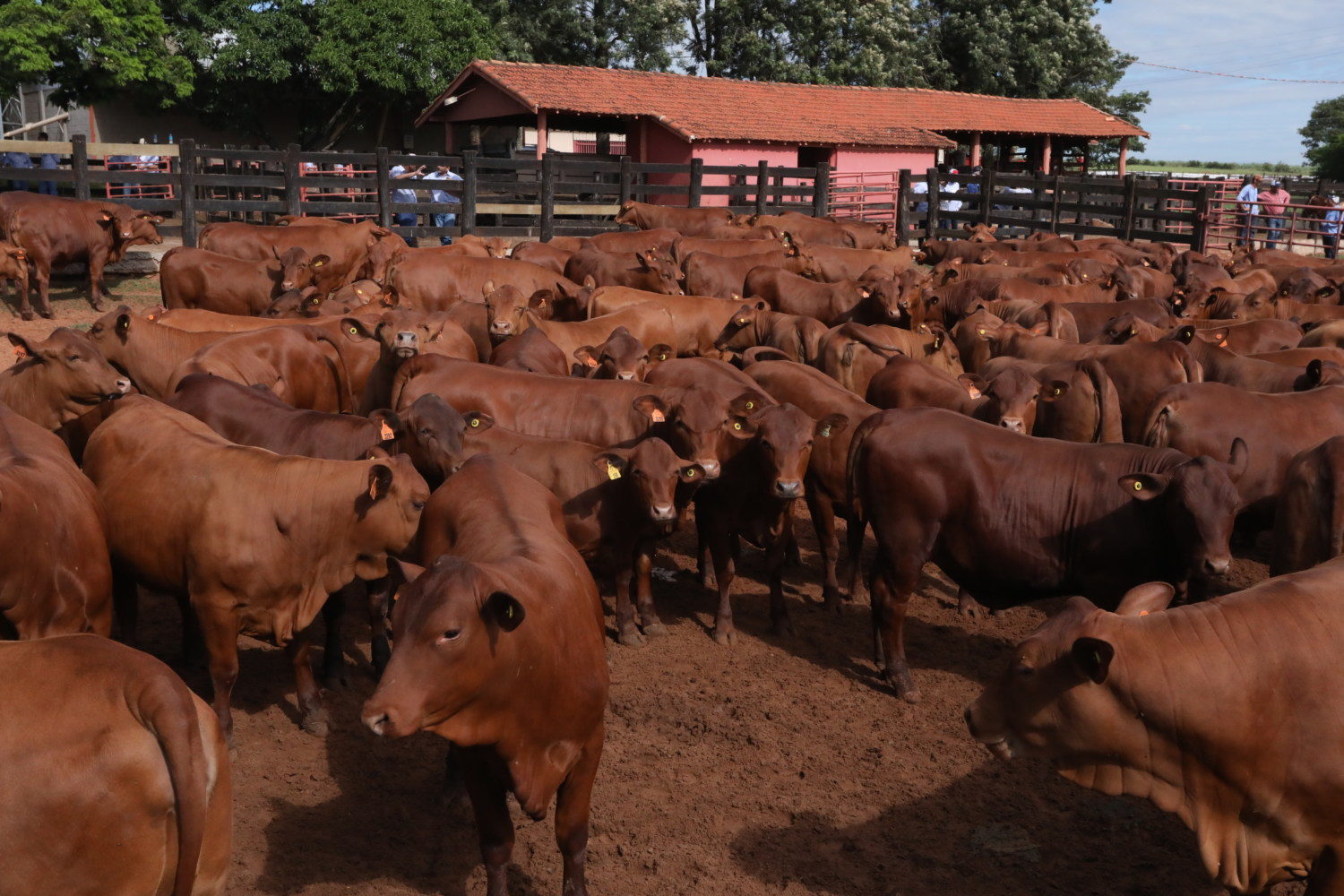 Raças que Geram Carne de Alta Qualidade e Alto Lucro