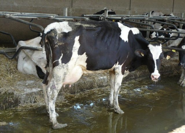 State-of-Misery-thin-Spanish-cow-with-overgrown-hooves
