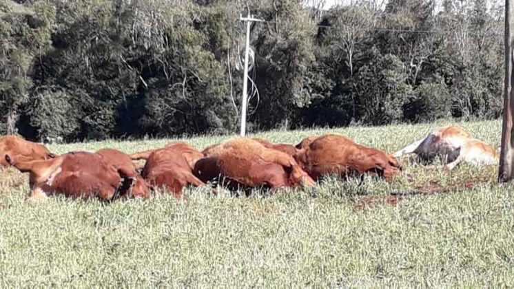 cabo de energia arrebenta e mata gado eletrocutado