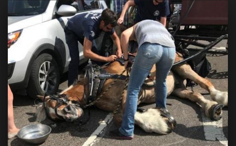 cavalo desmaia de calor