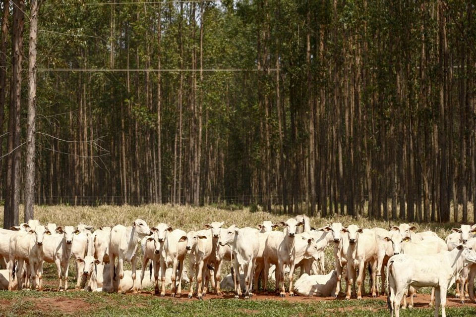 produtor irá receber por área de preservação