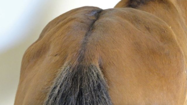 foto-musculatura-irregular