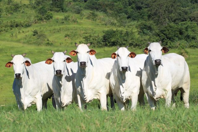 img-346563-pecuaria_genetica_agro_maripa