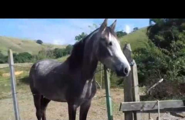 cavalo roubado