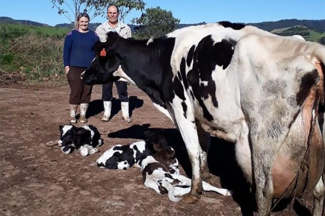 Vaca dá à luz a trigêmeos