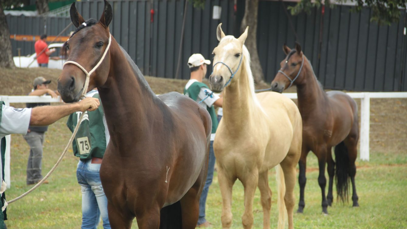 mangalarga-marchador-multicavalos-2