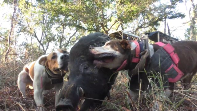 proibição do uso de cachorro na caça do javali