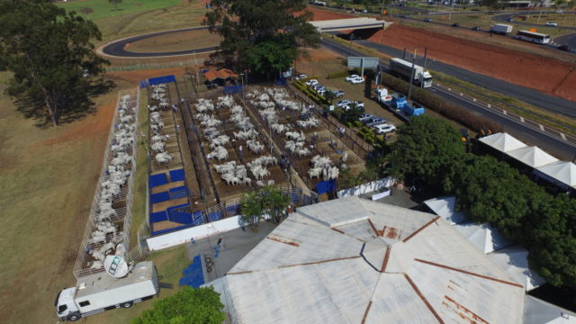 Megaleilão Nelore CFM venderá 1.000 touros em agosto