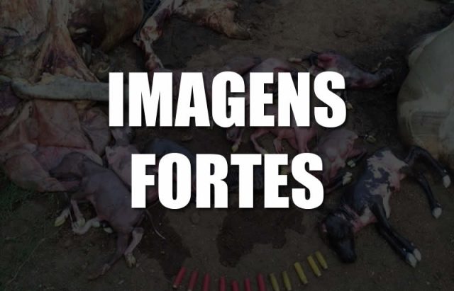 mst-matam-vacas-5