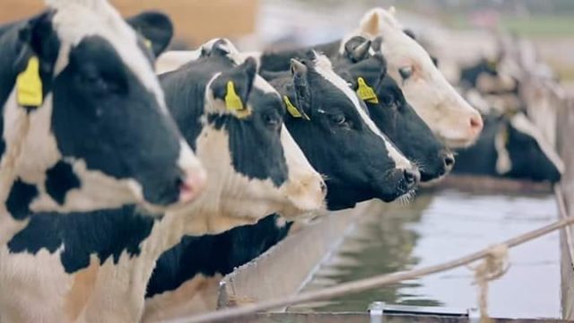nutriente-mais-importante-para-vaca-leiteira