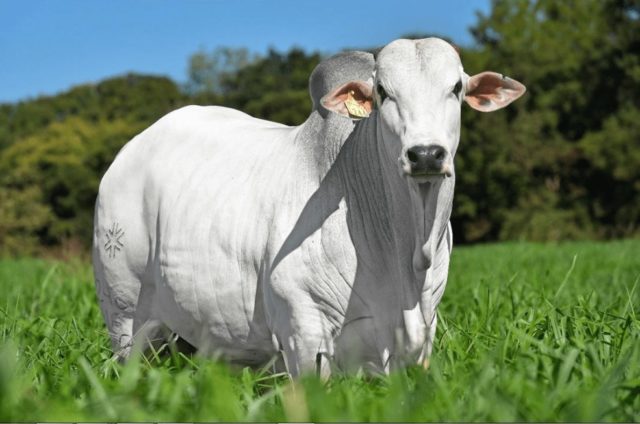Agropontieri Agropontieri