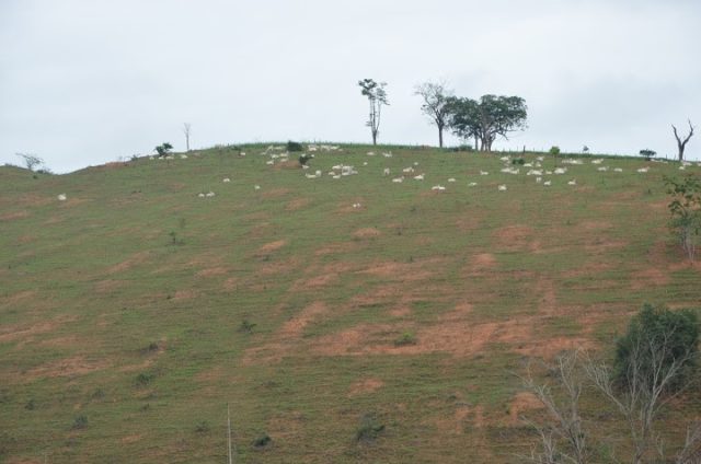 producao-pasto-altitude-declividade-seca-diferimento producao-pasto-altitude-declividade-seca-diferimento