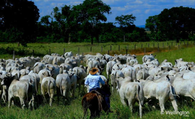 tourama nelore machadinho 1