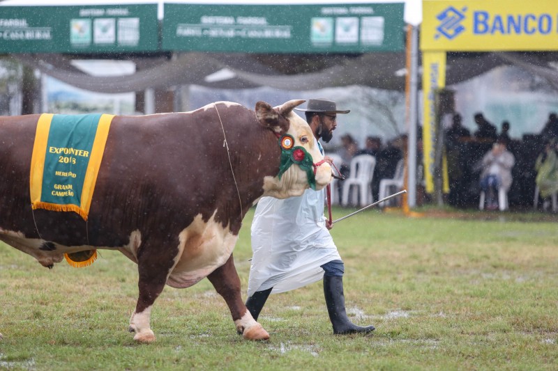 touro braford expointer