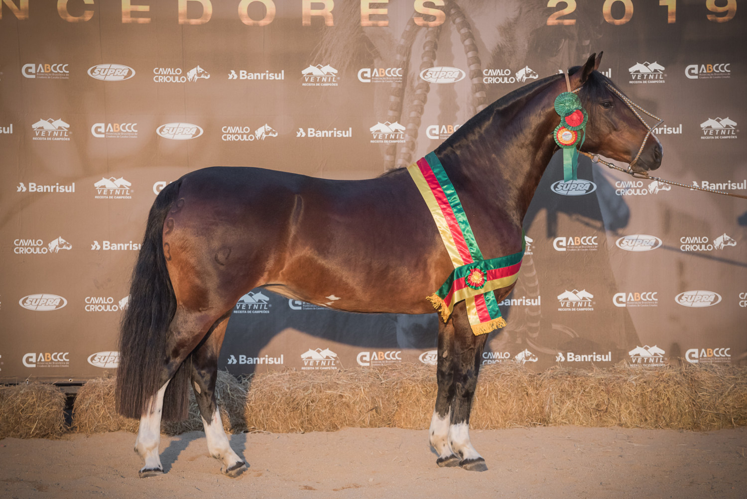 Videos :: ABCCC - Associação Brasileira de Criadores de Cavalos Crioulos