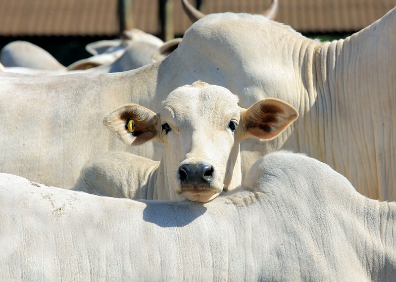 Rastreabilidade Animal em Sistemas Extensivos de Cria de Bovinos de Corte