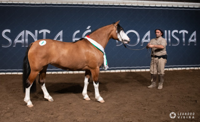 Cavalo Crioulo faz maior media e faturamento na Expointer