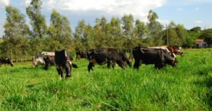 Manejo do solo define água e lucro no rebanho, alertam especialistas