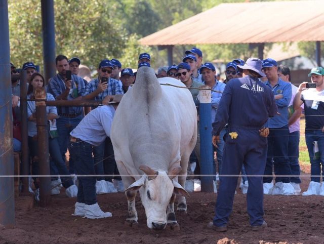 Expogenetica 2019 tocando no touro
