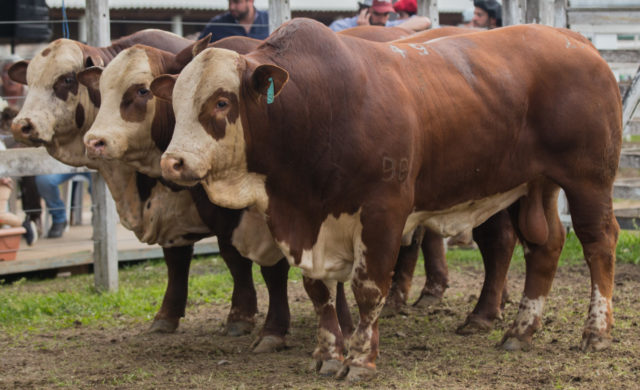 Hereford e Braford chegam para a Expointer com alta em animais inscritos