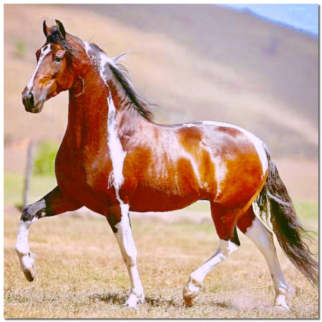 cavalo mangalarga marchador baruk