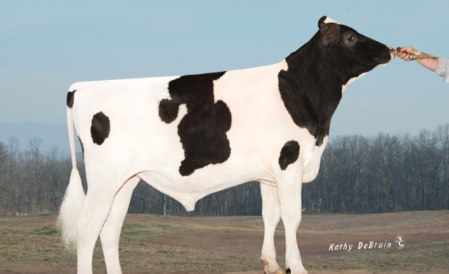 Piledriver tem o mais alto leite da raca holandesa no ranking da Holstein Association